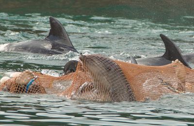 Appel à la société taiwanaise de boycotter les spectacles de baleines et de dauphins dans les parcs d’attractions