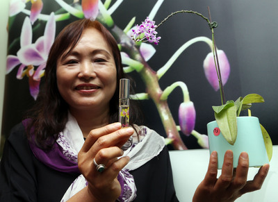 L’orchidée Phalaenopsis equestris n’a plus de secret pour les chercheurs