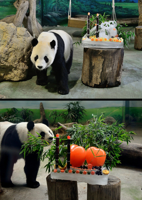Les pandas du zoo de Taipei fêtent leurs anniversaires