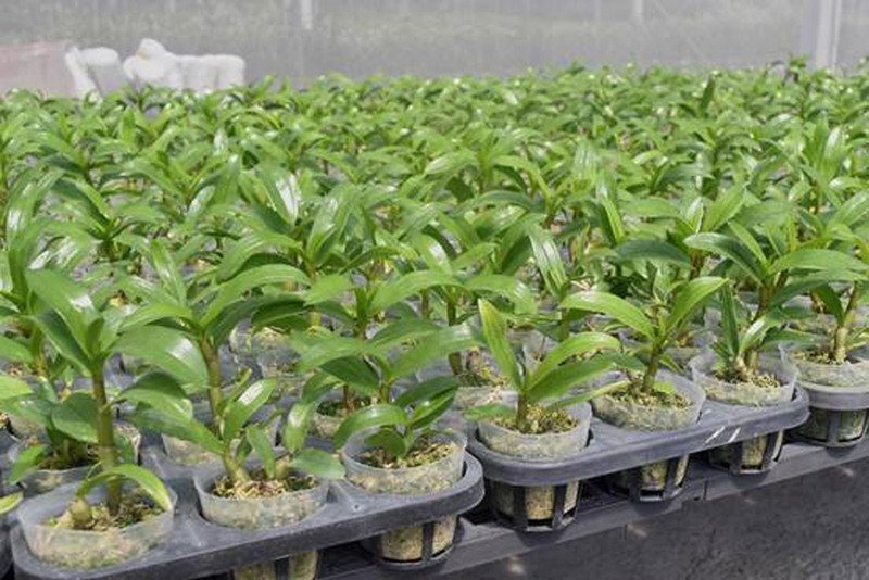 Les orchidées taiwanaises du genre Dendrobium vont pouvoir être importées aux Etats-Unis