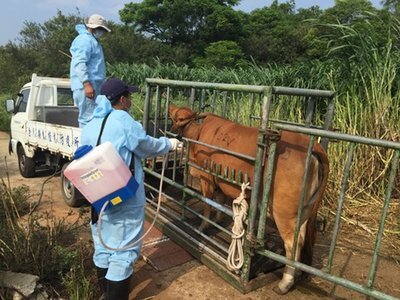 Le 2e cas de fièvre aphteuse à Kinmen ne doit pas affecter l’éradication de la maladie à Taiwan