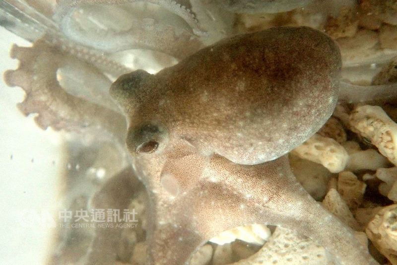 Après le moratoire, elles demeurent peu nombreuses aux Pescadores !