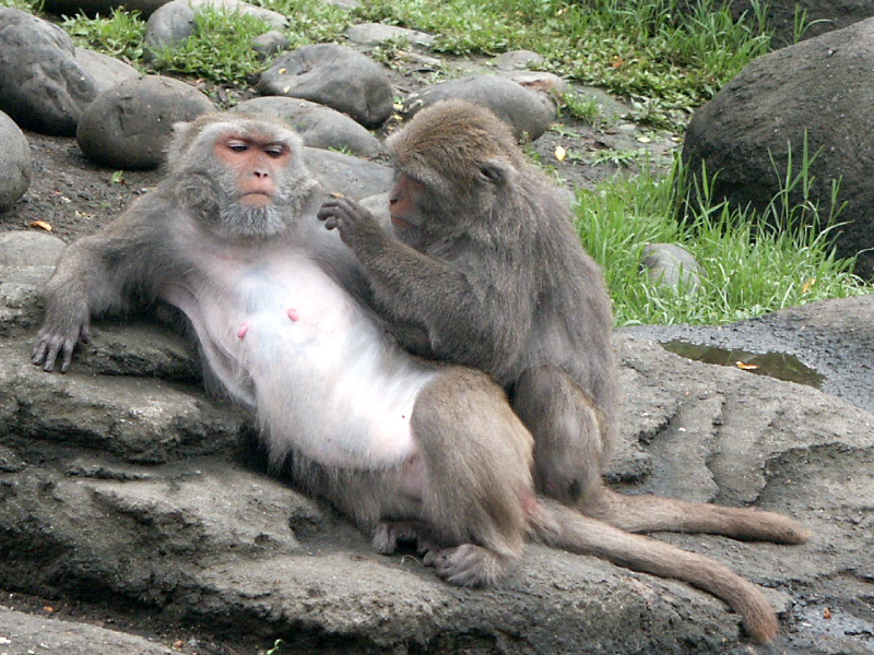 Image: Wikipedia