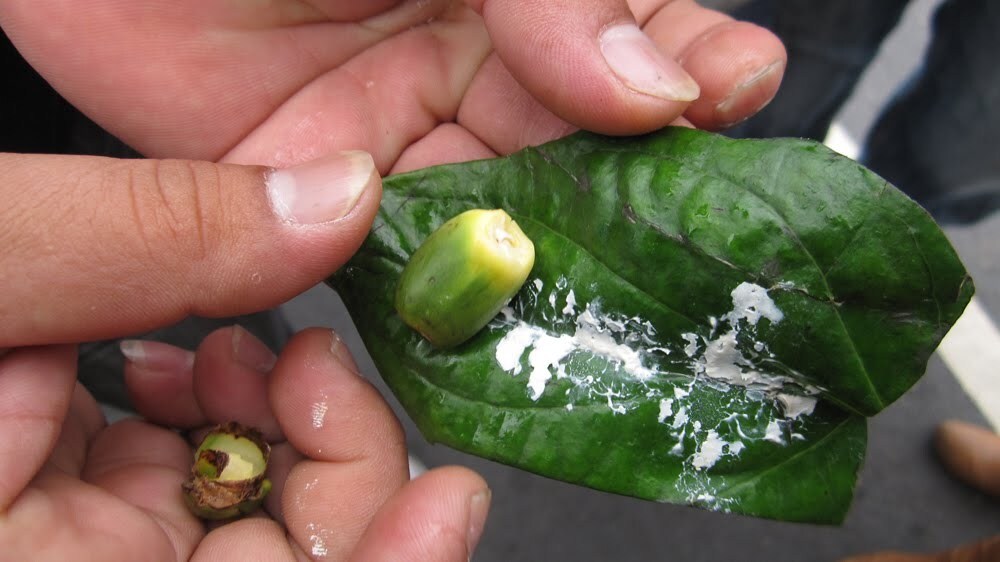 Taïwan attend toujours une loi spécifique à la gestion des noix de bétel