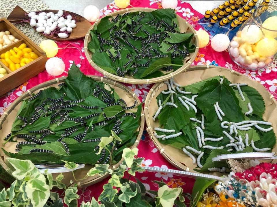 Vers à soie noirs (à gauche) nouvellement présentés par la commission de l'agriculture (photo : CNA)