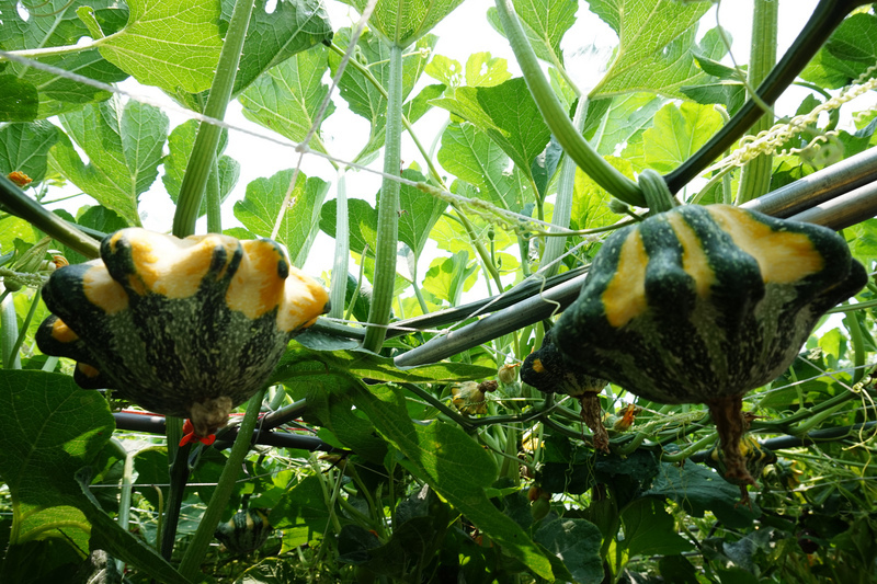 Découvrons différents types de courges à Taichung