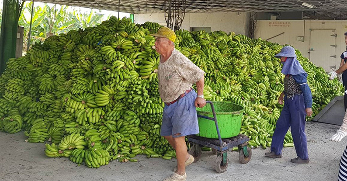 Des tas de bananes à la disposition des éleveurs de porc (photo : CNA)