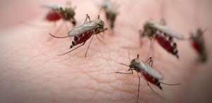 Le premier cas introduit de paludisme de cette année a été confirmé