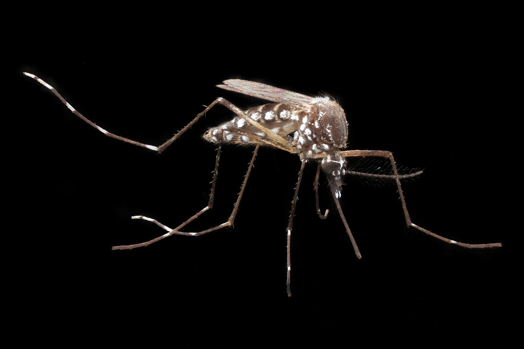 Deux nouveaux cas de dengue dans la région de Taipei
