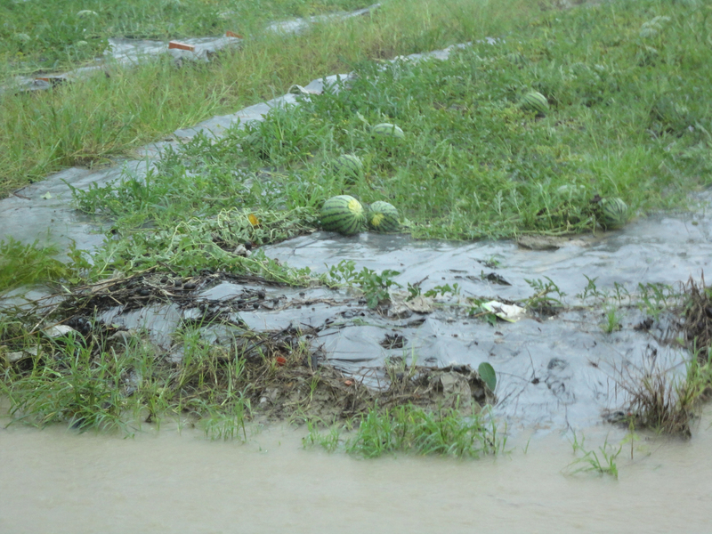 Des pluies torrentielles entraînent de fortes pertes agricoles dans le sud de Taiwan