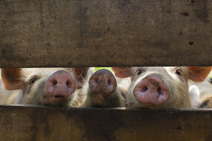 Taiwan interdit le porc en provenance d’Indonésie