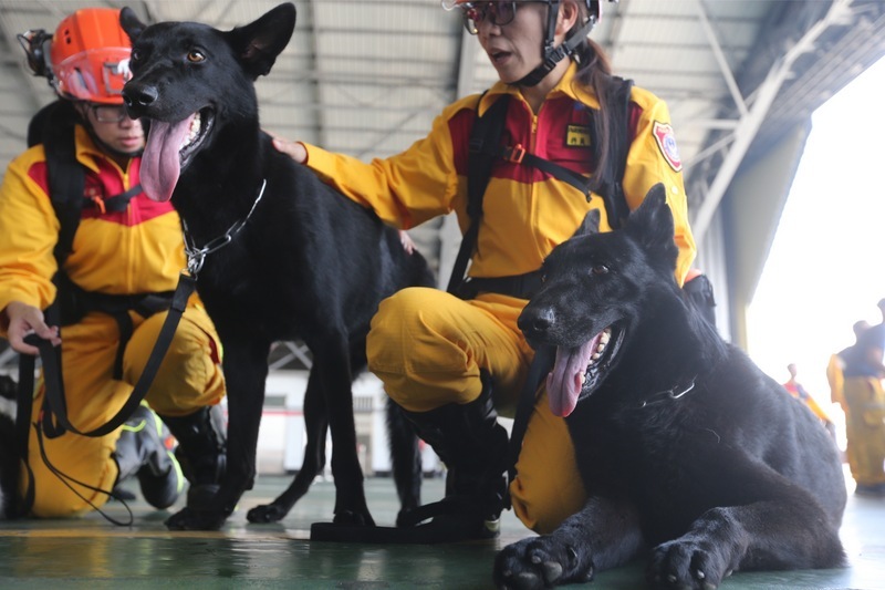 Les chiens de sauvetage taiwanais sont parmi les meilleurs en Asie