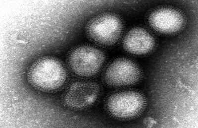 Les scientifiques japonais confirment la transmission possible du virus H7N9 par la salive