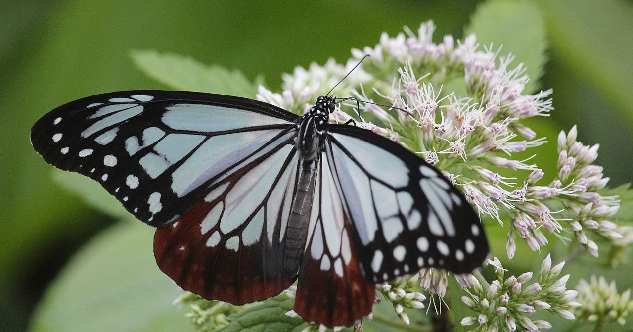 Des papillons japonais observés à Penghu à 2000 km de chez eux - Actualités  - Radio Taiwan International