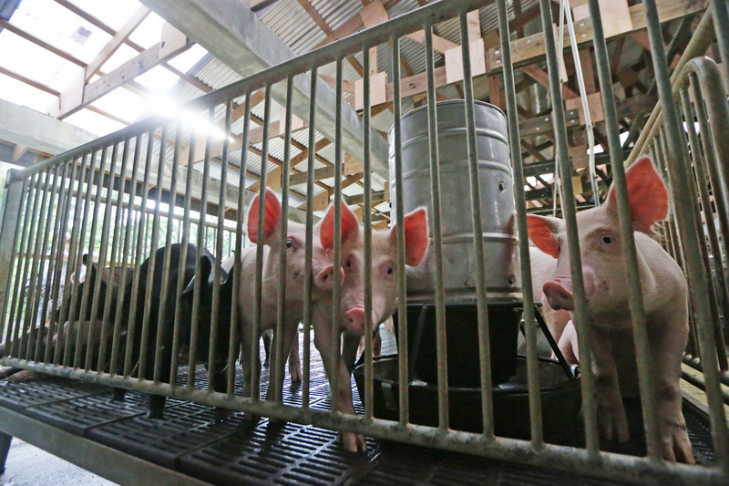 Premier cas de grippe porcine touchant un être humain à Taïwan
