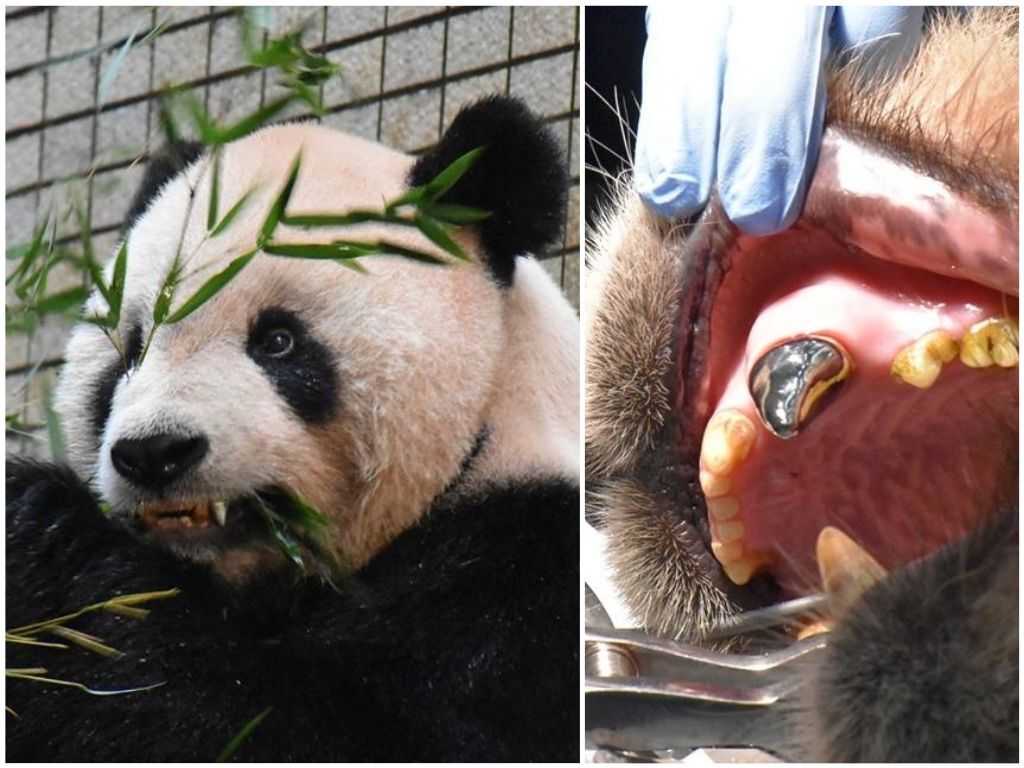 Tuantuan, le tout premier panda géant du monde à avoir une prothèse dentaire