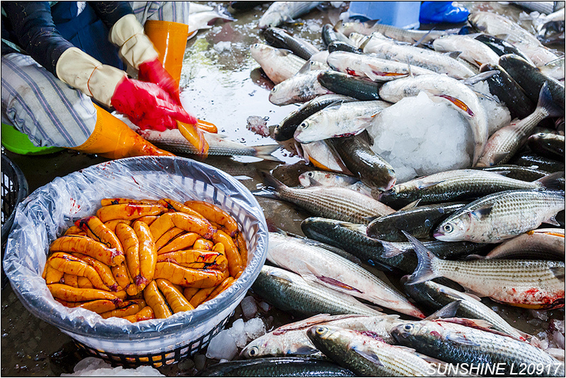 Les filets des pêcheurs de Taichung chargés de mulets