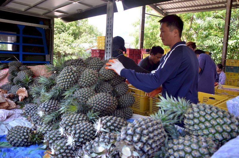 Nouvelles mesures chinoises pour inciter les Taïwanais à se consacrer aux exploitations agricoles en Chine