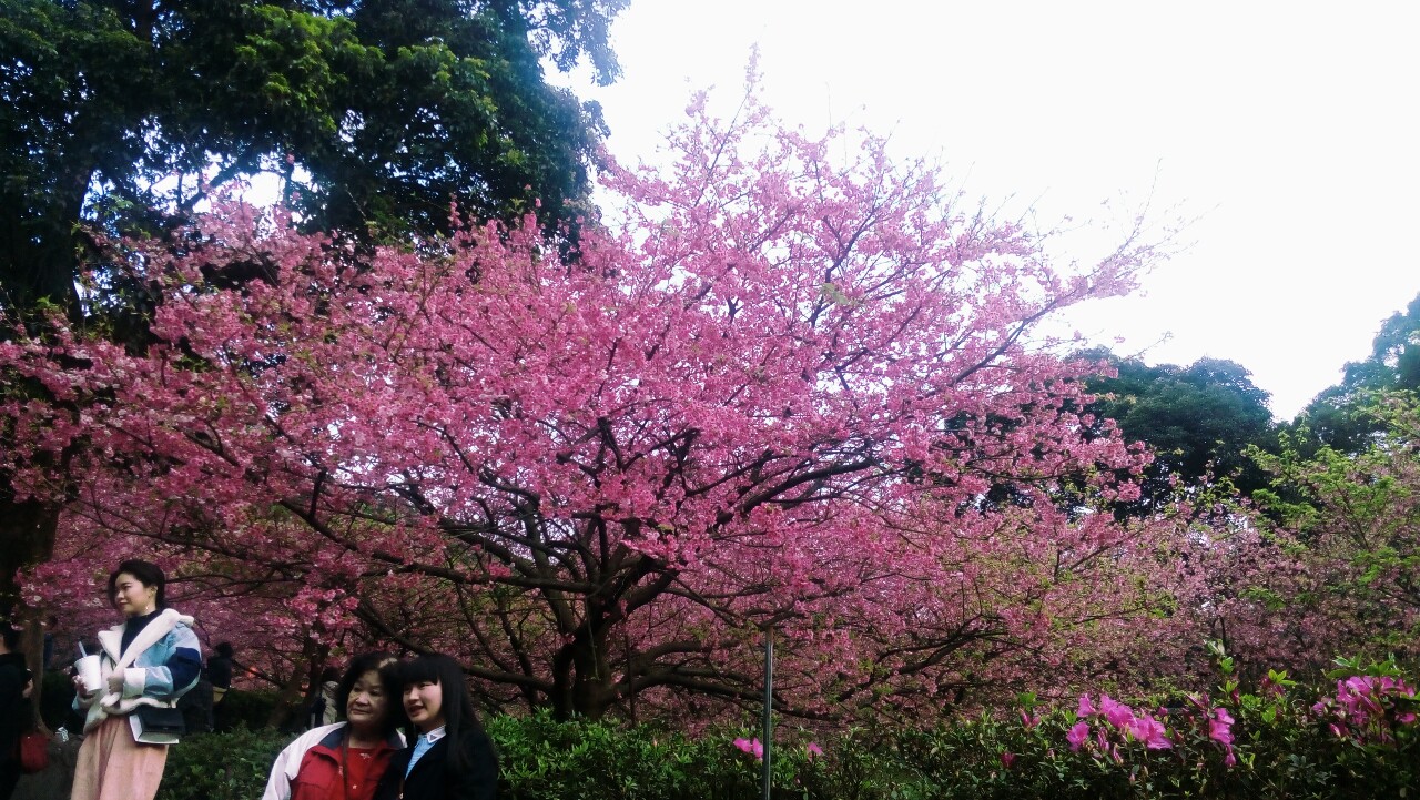 De nouvelles variétés de cerisiers à Taïwan