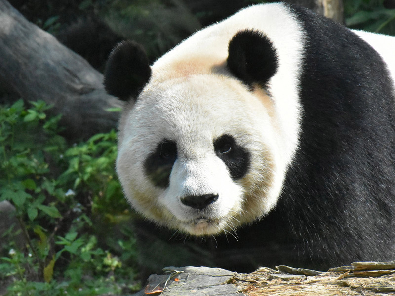 Insémination artificielle sur le panda Yuan Yuan au zoo de Taipei