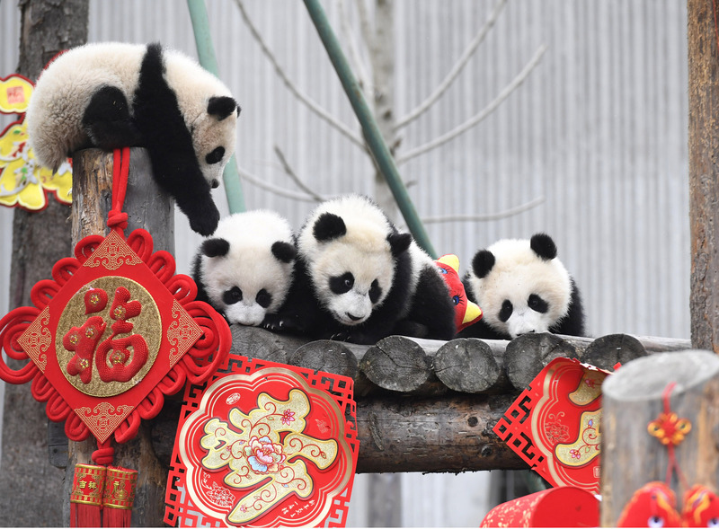 Bientôt des pandas à Kaohsiung?