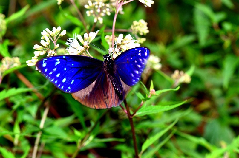Le biocorridor de Linnei prêt pour la migration de papillons