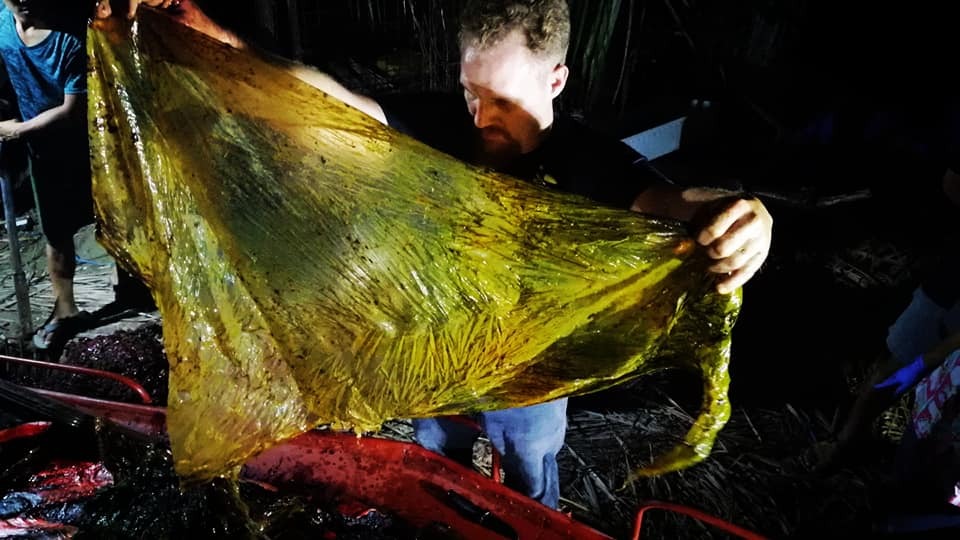 L’autopsie de la baleine échouée à Hualien révèle une grande quantité de plastique