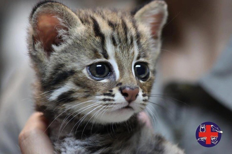 Chat-léopard (Photo Centre des espèces endémiques)