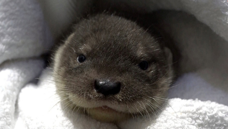 Le zoo de Taipei présente son petit dernier