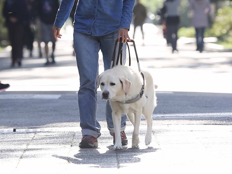 chien guide d'aveugle (image archive CNA)