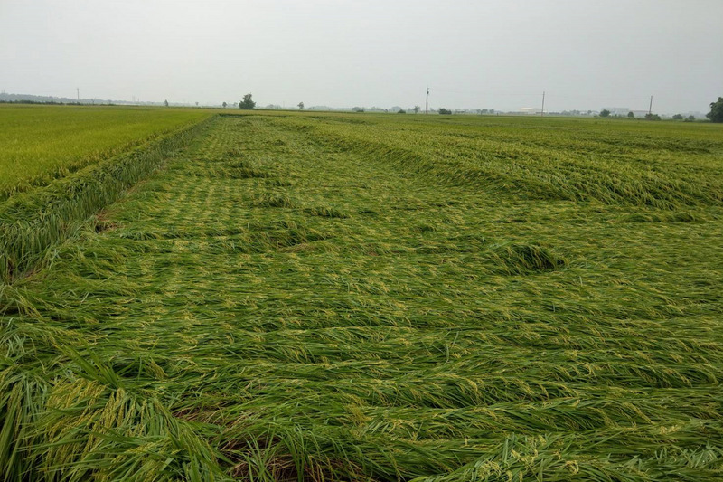 Premier bilan des pertes agricoles suite aux pluies diluviennes de la semaine