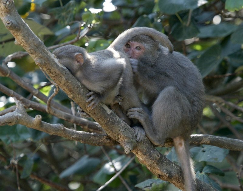Une mortalité préoccupante chez les macaques à Kaohsiung