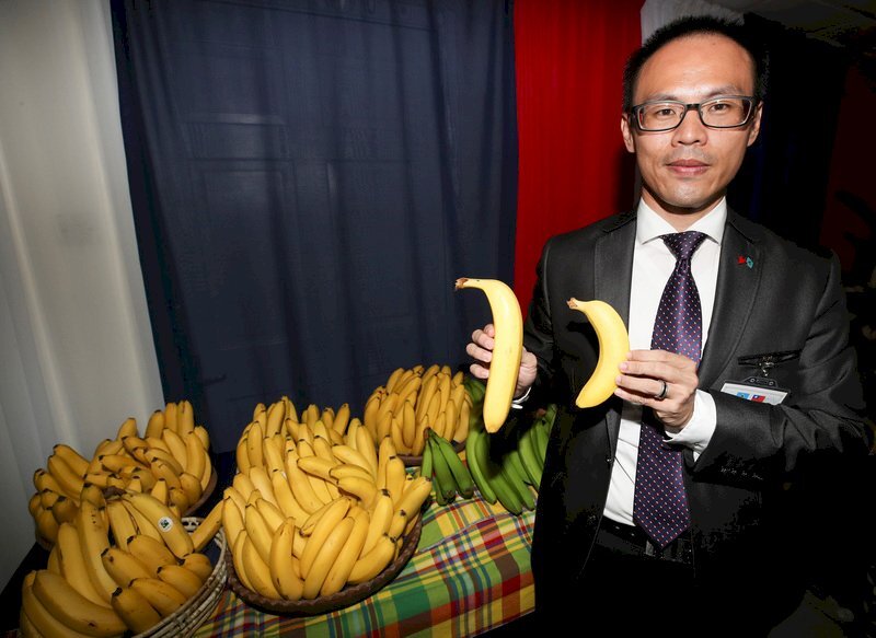 Sainte-Lucie s’apprête à exporter une variété de bananes taiwanaises résistantes aux ouragans