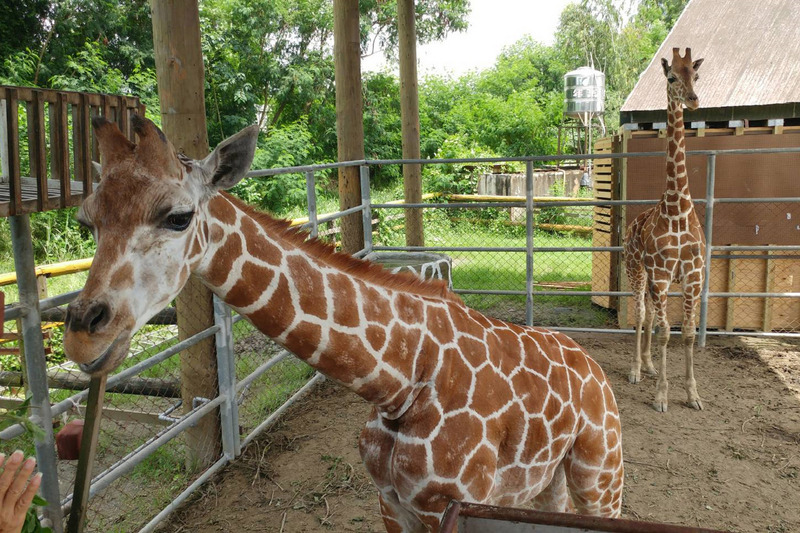 L’importation de 18 girafes réticulées pose problème
