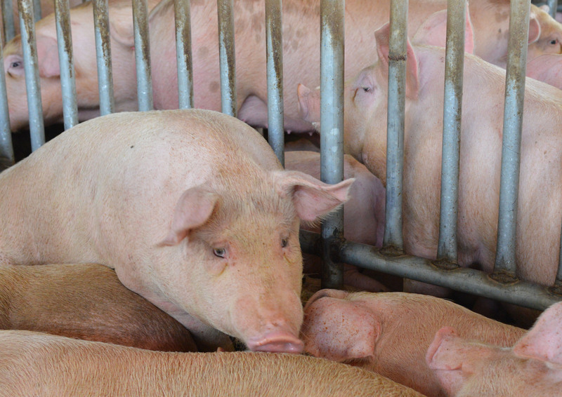 Taiwan instaure des amendes pour l’importation de porc en provenance du Myanmar