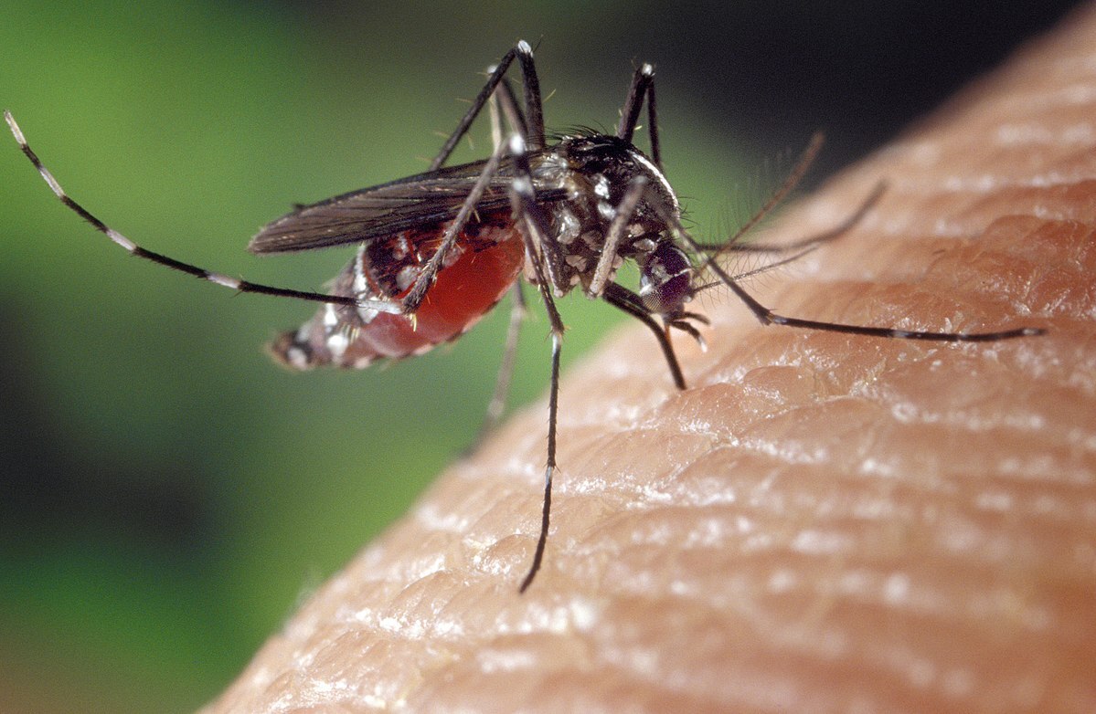 Deux cas taiwanais de paludisme sont recensés cette année