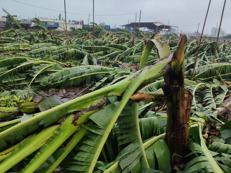 Le bilan des pertes agricoles causées par le typhon Bailu s’alourdit