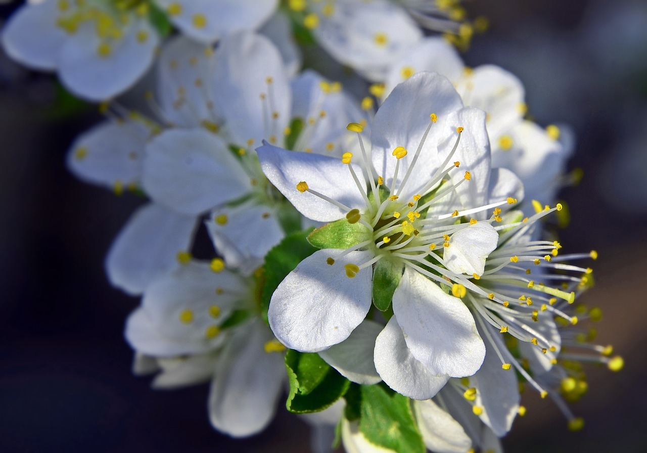 La fleur de prunier, fleur nationale de Taiwan (Image : Pixabay)