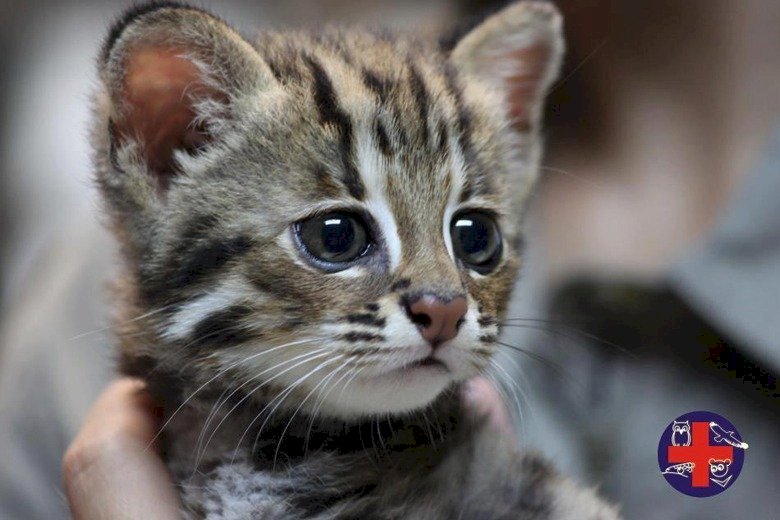 Miaoli vote une législation locale pour protéger le chat-léopard