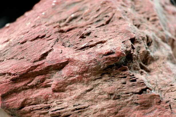 Un gigantesque fossile de bois découvert à Taitung