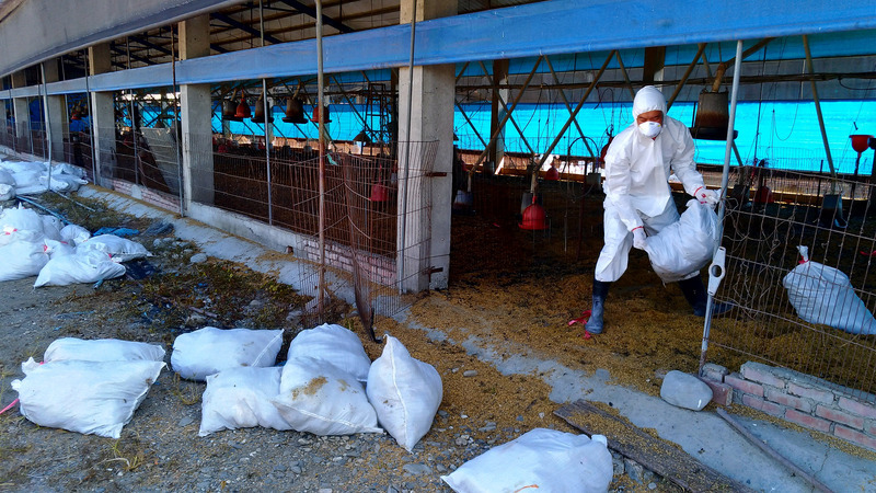 Abattage sanitaire pour lutter contre la grippe aviaire