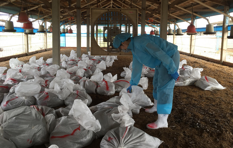 23000 poulets abattus dans une ferme de Yunlin touchée par la grippe aviaire H5N2