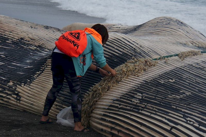 Une baleine bleue prise au piège de matériel de pêche retrouvée morte sur les côtes taiwanaises