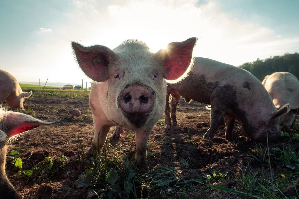 Taiwan interdit l’importation de porc italien sur son sol