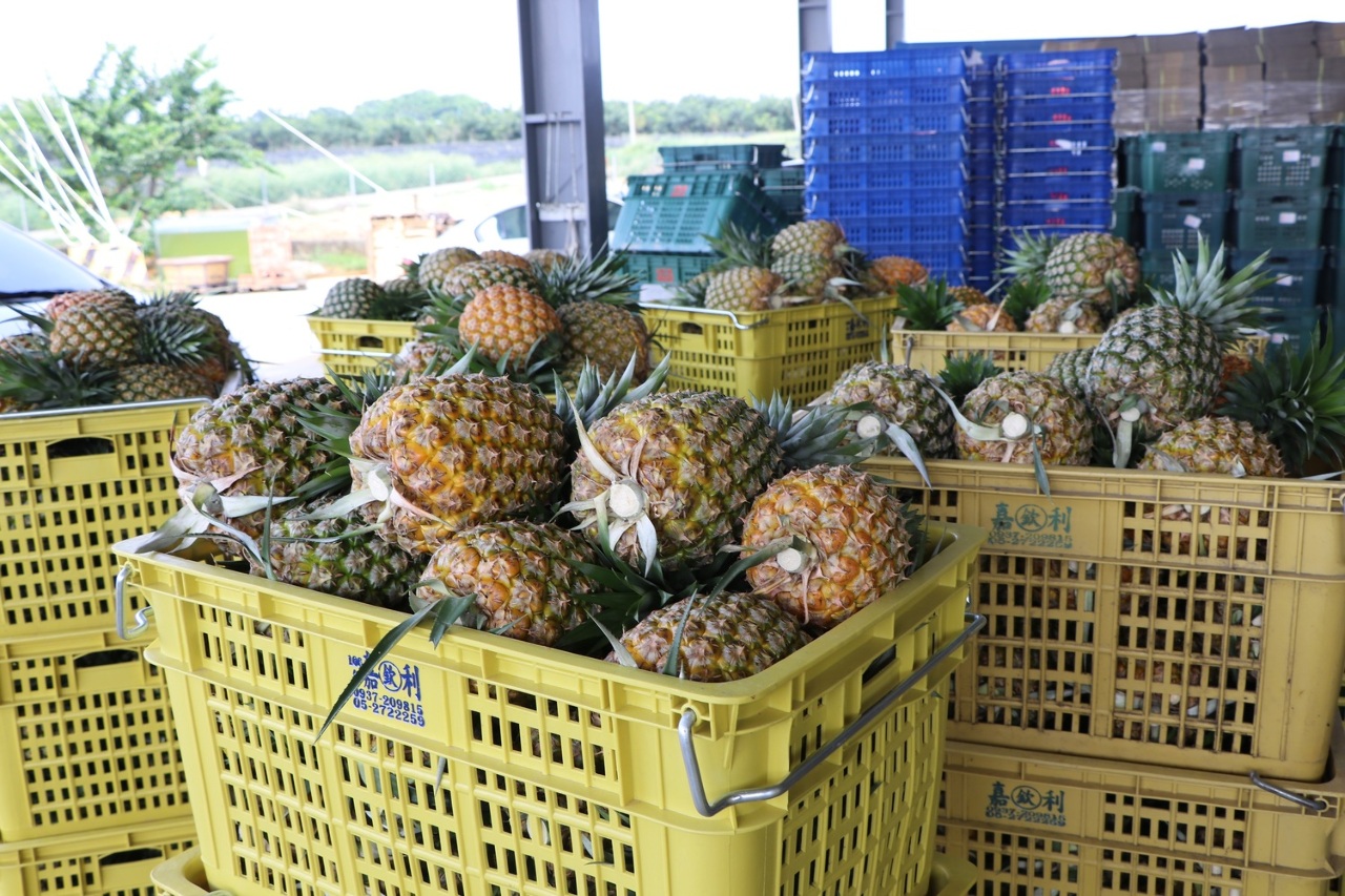 Taïwan exporte les ananas en Australie