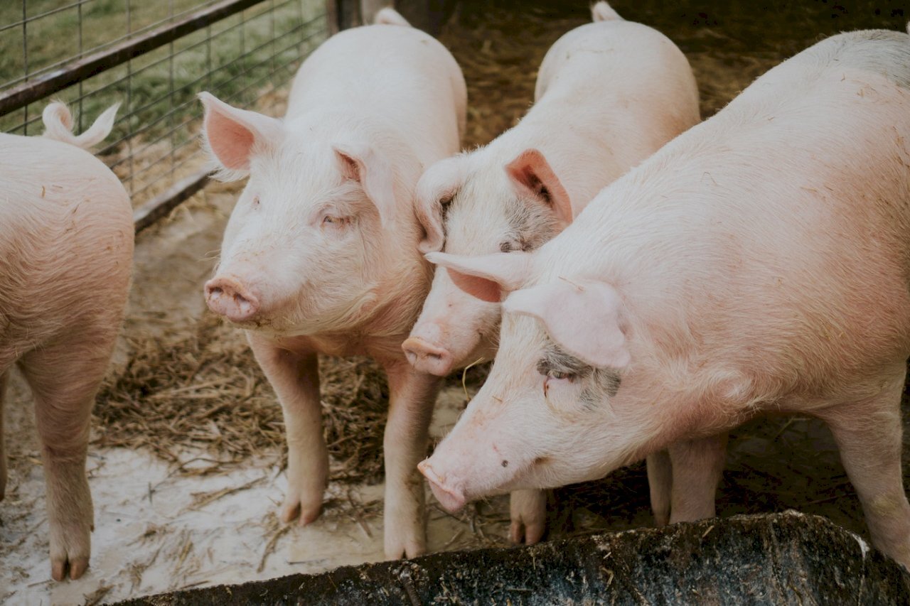 La baisse du prix du porc inquiète