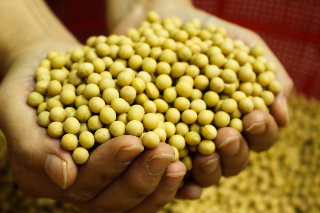 Création d’une alliance taïwanaise du soja pour lutter contre le soja OGM