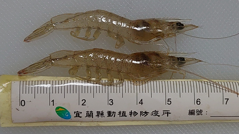 16 fermes de crevettes et d’écrevisses contaminées par un virus hautement mortel