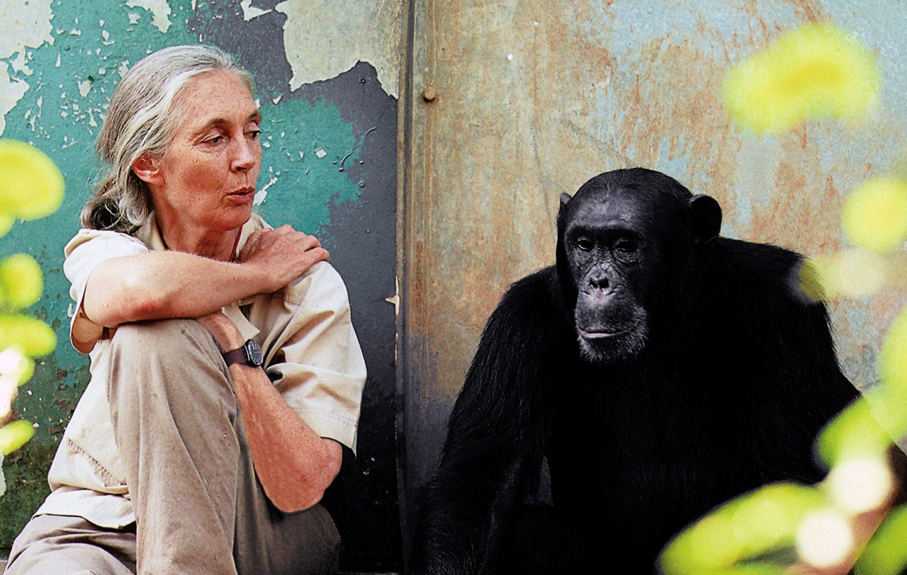La primatologue britannique Jane Goodall obtient le prix Tang pour le développement durable