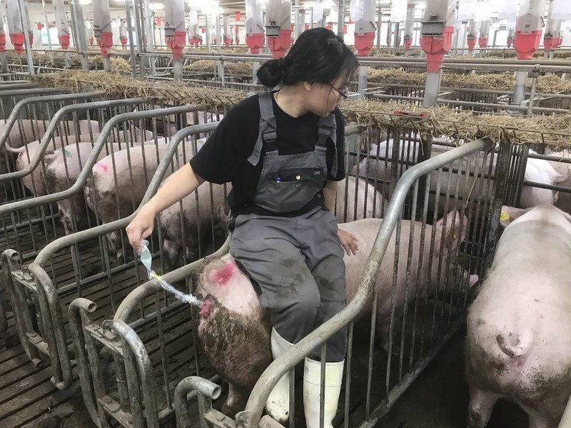 Les exportations de porc Taïwanais en hausse, bientôt aux Philippines